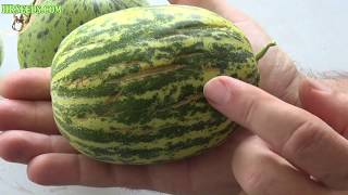 ⟹ Crack Melon  Cucumis melo  Melon Review [upl. by Llerrut353]