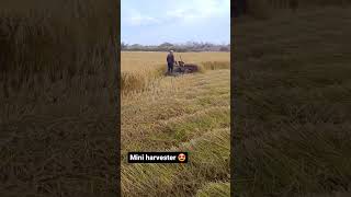 Mini harvester viral short video farming love🌾 [upl. by Ifill]