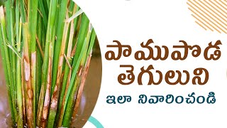 varilo pamupoda thegulu  Sheath blight వరిలో పాము పొడ తెగులు నివారణ [upl. by Julee]