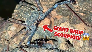 What is a Tailless Whip Scorpion [upl. by Rawlinson]