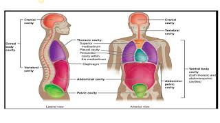 Basic Anatomical Terminology [upl. by Denbrook182]