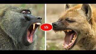 baboon vs hyenanature documentary Nature Secret hyenasnaturedocumentary [upl. by Nanah]