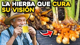 Recupera tu Visión con Estas 6 Hierbas y un Poderoso Té [upl. by Culley]