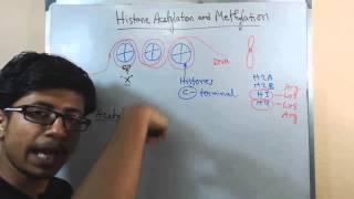 Histone acetylation and methylation [upl. by Mojgan]