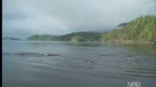 Orcas Killer Instincts Caught on Tape [upl. by Nhguaved428]