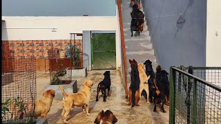 Welcome to our dog farm  Dog Kennel India  Kci Registered Kennel  Doggyz World Kennel [upl. by Sammy]