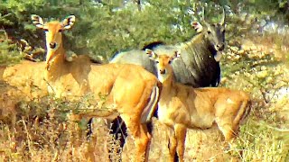 Irritated Nilgai bull Protect his Family and Herd [upl. by Eiromem]