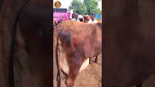 அழகி மடி அமைப்பு கொண்ட ஜெர்சி கிராஸ் சினை மாடுkarimangalam cow marketshort [upl. by Downs]