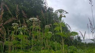 The Most Dangerous Plant in Britain  Giant Hogweed [upl. by Ellerehc]