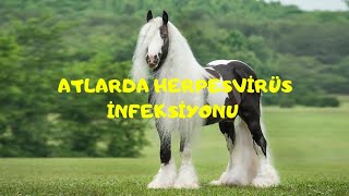 ATLARDA HERPESVİRÜS İNFEKSİYONUEQUİNE HERPESVİRUS İNFECTİON [upl. by Nosam]