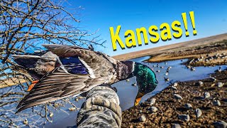 Kansas Waterfowl Hunt  Pintails Mallards and Geese [upl. by Yroc]