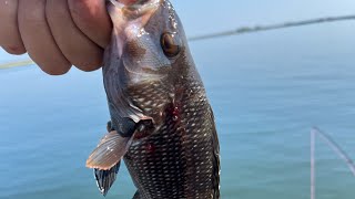 Catching a black sea bass in field 10 [upl. by Tacy]