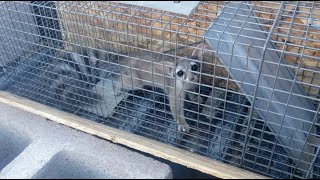 Rare footage of a Ringtail Cat  Arizona State Mammal Ring tail [upl. by Ahseet891]