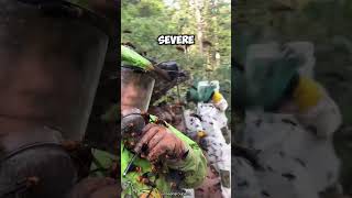 Facing Murder Hornets 🐝 Clearing a Giant Hornet Nest shorts [upl. by Jobie]