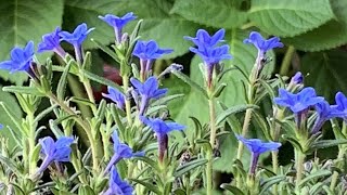 Lithodora Grace Ward 🪻🪻🪻 Potted Lithodora [upl. by Dulcle915]