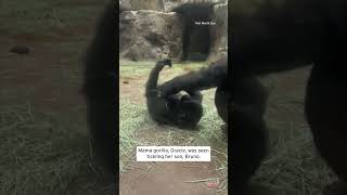 Mama Gorilla Tickles Baby Gorilla shorts [upl. by Airdnoed]