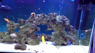 Saltwater Aquarium  feeding frozen mysis shrimp [upl. by Brothers]