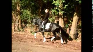 Hannoveraner Hengst Bond 3j v Belstaff  Londonderry Dream of Glory [upl. by Sophy207]