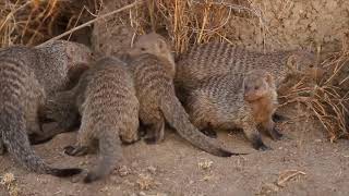 Visit Ngorongoro  For an unforgettable experience [upl. by Risay62]