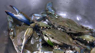 Etang de CanetenRoussillon  comment cuisiner le crabe bleu véritable fléau de la Méditerranée [upl. by Centeno578]