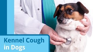 Kennel Cough in Dogs [upl. by Farny]