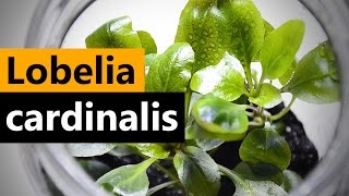 Lobelia Cardinalis planting Emersed Aquarium plant [upl. by Julita]