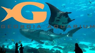 Georgia Aquarium Tour amp Review with The Legend [upl. by Nylzzaj]