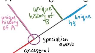 Understanding Phylogenetic Trees 1 [upl. by Ihsorih]