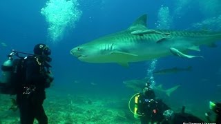 Diving and Petting Dangerous Sharks Shows how to safely face shark encounters [upl. by Jessalin644]