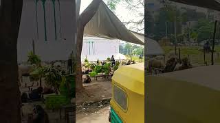 Goat sheep sale in market love song music jubinnautiyal newsong automobile petlovers [upl. by Hiroko521]