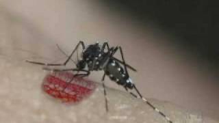 Aedes aegypti and Aedes albopictus  A Threat in the Tropics  PART 1 [upl. by Willcox347]