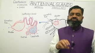 Antennal Glands English medium profmasoodfuzail Green Glands  Maxillary Glands crustaceans [upl. by Inhsor]