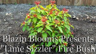 Lime Sizzler Firebush Hamelia Patens amp How to plant in Zone 8A [upl. by Greenstein]