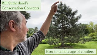 How to tell the age of a conifer tree [upl. by Libenson]