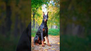 The Amazing Doberman Pinscher Loyal Smart and Energetic🐕🐾🐶 shorts shortsfeed dog [upl. by Sammy]