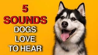 5 Sounds Your Dog Loves  Sounds that attract dogs and puppies [upl. by Ymot]