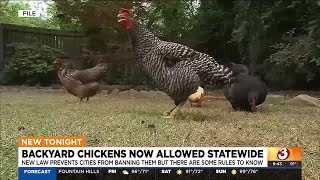 New law allows Arizona residents to have residential chickens [upl. by Rimat388]