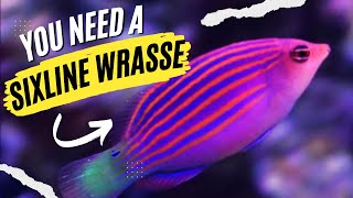 Six Line Wrasse is Easily The BEST Fish for Aquarium Pest Control [upl. by Ellimac]