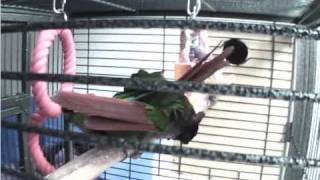 Green Cheek Conure Parrots Mating  Breeding [upl. by Latoniah]