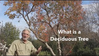 Evergreen Vs Deciduous Plant Pruning Schedule [upl. by Aiceila]