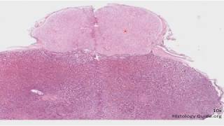 Histología del sistema endocrino CAPÍTULO 17 [upl. by Novyad]