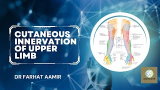 Cutaneous Innervation Of Upper Limb [upl. by Llemrej97]