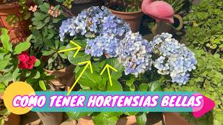 Los SECRETOS para mantener tus HORTENSIAS sanas yHERMOSAS  Lo que debes saber sobre las HORTENSIAS [upl. by Ahsilif27]