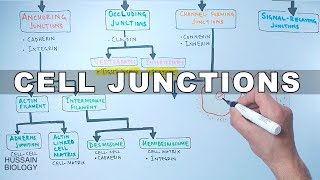 Cell Junctions [upl. by Ahsaenat]