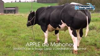 APPLE de Mahoney 0124 [upl. by Gottuard]