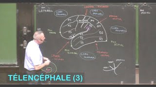 Anatomie des lobes sillons et gyrus cérébraux Télencéphale 3  Neuroanatomie 10 [upl. by Cacka]