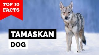 Tamaskan Dog  Top 10 Facts [upl. by Nedda951]