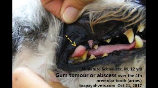 A 12yearold Miniature Schnauzer has an early carnassial tooth abscess [upl. by Wardieu]