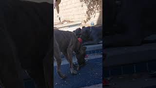 Italian mastiff [upl. by Malachi109]