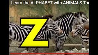 Learn the ALPHABET with ANIMALS Toddlers Preschool K 2 [upl. by Aryhs]